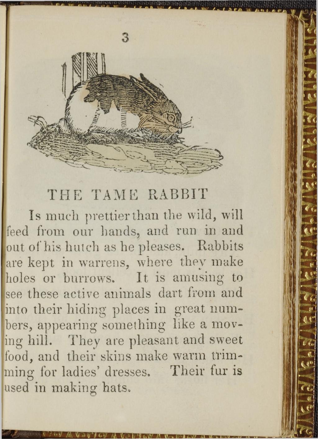 3 T H E T A M E R A B B IT Is much prettier than the wild, will feed from our hands, and run in and out of his hutch as he pleases. Rabbits are kept in warrens, where they make holes or burrows.