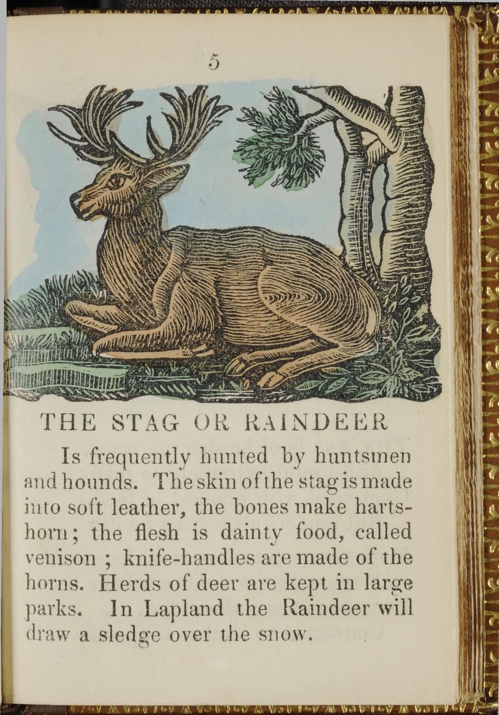 5 THE STAG OR RAINDEER Is frequently hunted by huntsmen and hounds.