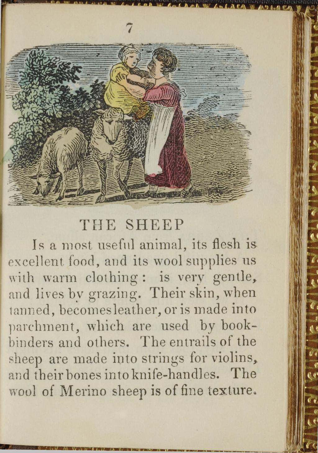 7 T H E S H E E P Is a most useful animal, its flesh is excellent food, and its wool supplies us with warm clothing : is very gentle, and lives by grazing.