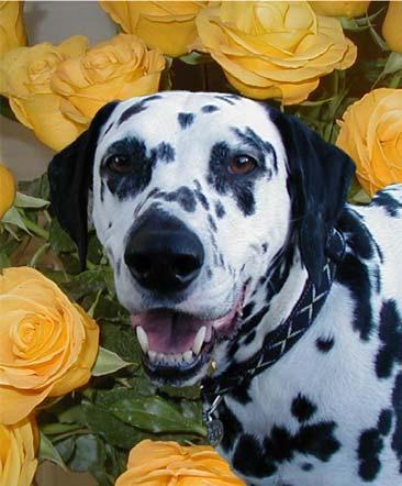 The Dalmatian Dog we Loved So Much Through our tears we saw you fading, As you began to go away. Our heart almost broke in two, As you fought so valiantly to stay.