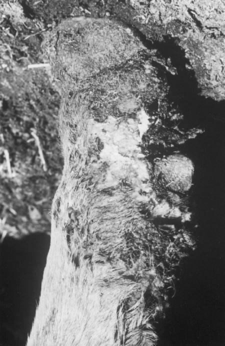 Fig. 4: Serum proteins of heifers with laminitis caused by excessive carbohydrate intake. Fig. 2: Ulcerative dermatitis of the legs.