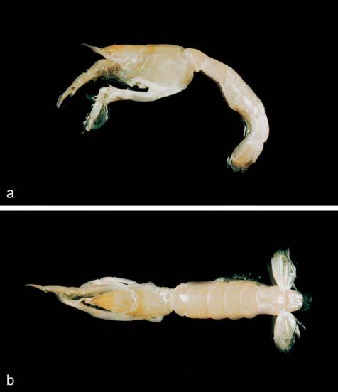 Lin et al. A New Species of Upogebia from Taiwan 201 small), 1 ventrodistal, and 1 mesodistal spines; propodus 3.