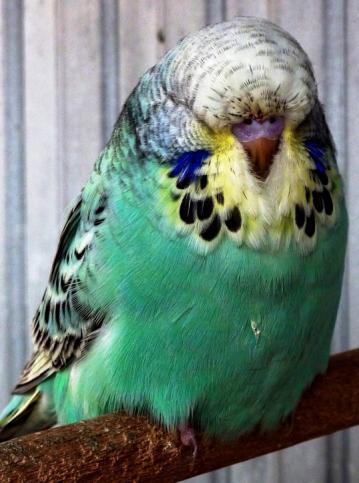 I believe the Spangle has something to do with this mutation and other aviaries that I have