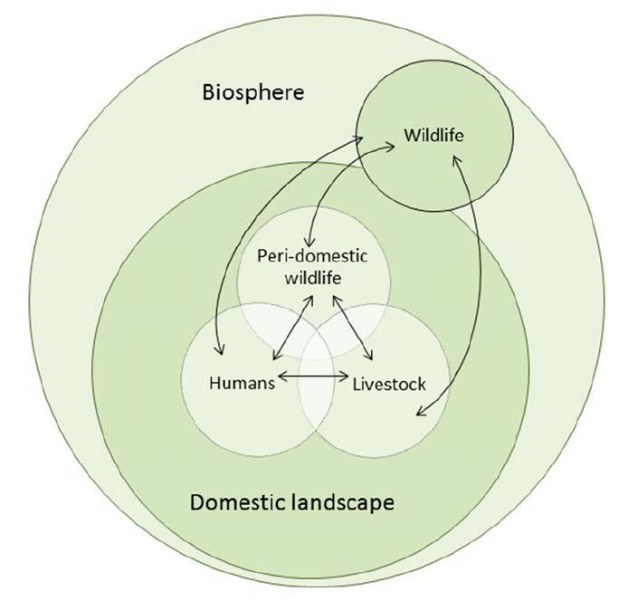 Land-use and disease: dynamic socio-ecological systems Wildlife to humans - HIV - Ebola - Rabies - SARS / MERS Environmental