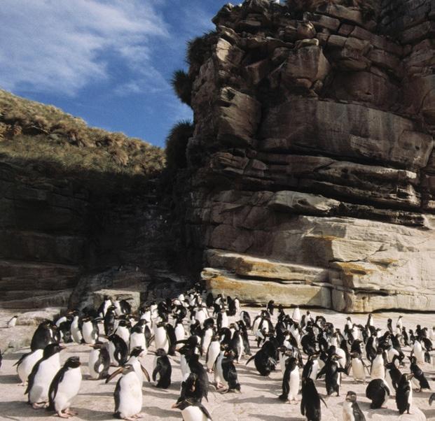 Chapter 1 Penguins live in large groups. Penguins are birds, but they cannot fly.