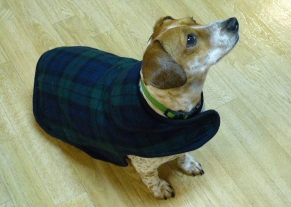 With the onset of cold weather, Milo let us know that as a short-haired dog, he would need some appropriate attire for wet and cold weather.