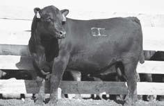 61 LOT 13 recorded 106 WW and 104 YW to rank in the top 20% for WW EPD. He had a 92 BW. His sire was purchased as the all-time high selling bull from the North Dakota Angus bull test.