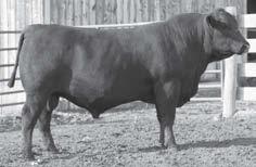 Two Year Old Bulls 120 123 120 STEVENSON IN FOCUS C644W Bull 16539379 birth date: 2/3/2009 tattoo: C644W S A F FAME# G D A R FOREVER LADY 246 MYTTY COUNTESS 906 BALDRIDGE COUNTESS 357 SITZ IMF 7839#
