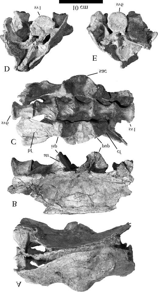 1510 Can. J. Earth Sci. Vol. 42, 2005 Table 2. Centrum lengths of cervical, dorsal, sacral, and caudal vertebrae of G. brevipes (GIN 100/13).