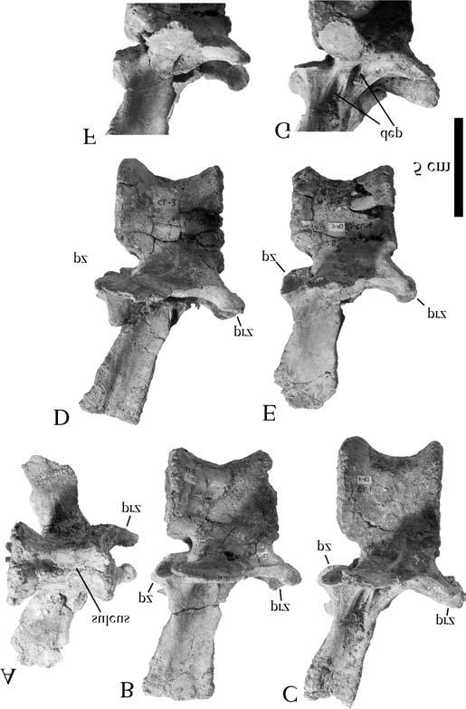 Kobayashi and Barsbold 1511 Fig. 10. Anterior caudal vertebrae of G.