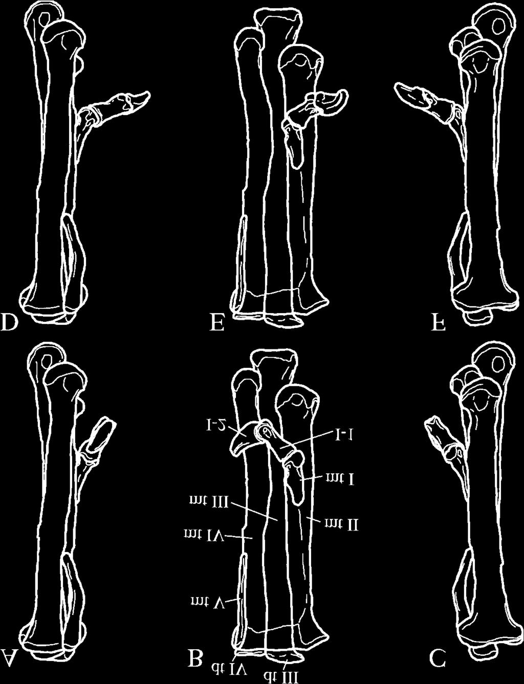 (A) to (C) are flexion condition, and (D) to (F) are extension condition. dt, distal tarsal; mt, metatarsal; I-1, pedal phalanx I-1; I-2, pedal phalanx I-2. Distal tarsals (Fig.