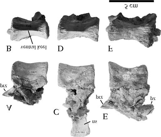 Kobayashi and Barsbold 1509 Fig. 7. Anterior dorsal vertebrae of G.