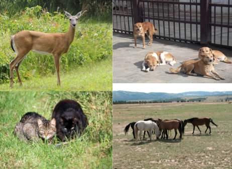 mammalian species for extended periods. GonaCon and GonaCon-Equine are registered with the U.S. EPA for female white-tailed deer and wild/feral horses and burros, respectively.
