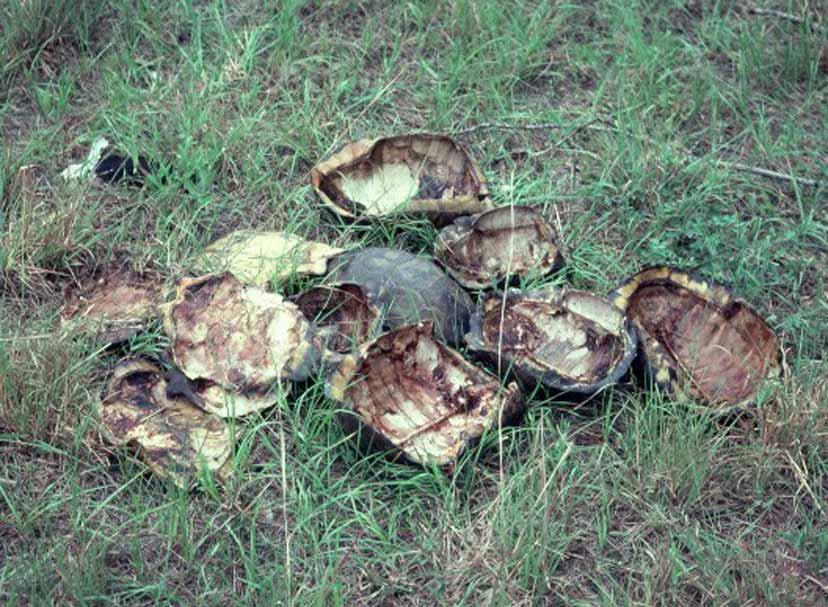 Testudinidae Gopherus polyphemus 361 Figure 25-9. Recently butchered shells of the gopher tortoise, Gopherus polyphemus, from Sumter Co., Florida, June 1981.