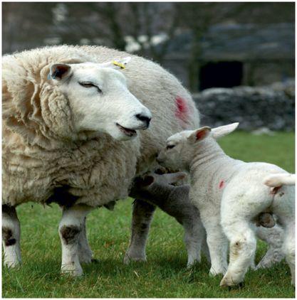 7. WELFARE OF SHEEP USED FOR SCIENTIFIC PURPOSES The welfare matters for the sheep to be used for scientific researches are identified and main matters are as follows: - Researchers and animal carers