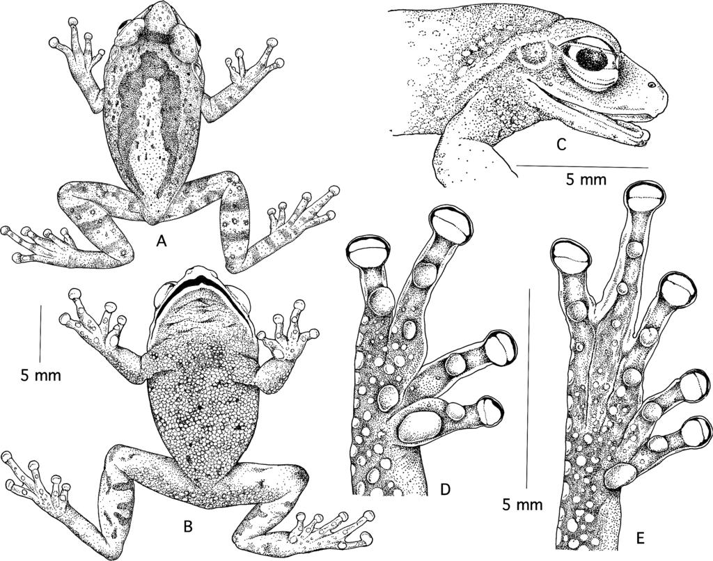 6 S.D. Biju, F. Bossuyt Figure 3. Holotype of Philautus dubois sp. nov.: A. Dorsal view; B. ventral view; C. lateral view of head; D. ventral view of hand; E. ventral view of foot.