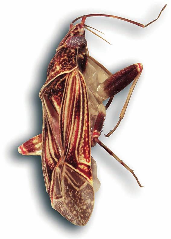 Fig. 8: Peritropis ernsti nov.sp., paratype, female. width 0.55 mm, diameter of eye 0.12 mm. Antennae inserted on white tubercles almost contiguous with the margin of eye.
