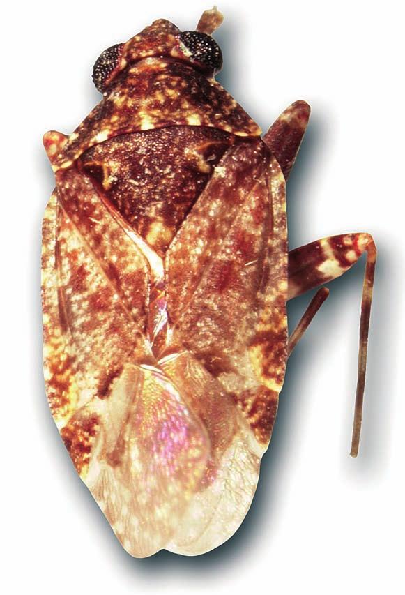 Fig. 15: Peritropis electilis BERGROTH, holotype. P. thailandica-group So far three species are assigned to this group, one small and the others relatively large, with the body unicoloured or mottled with brown, pale and red patches.