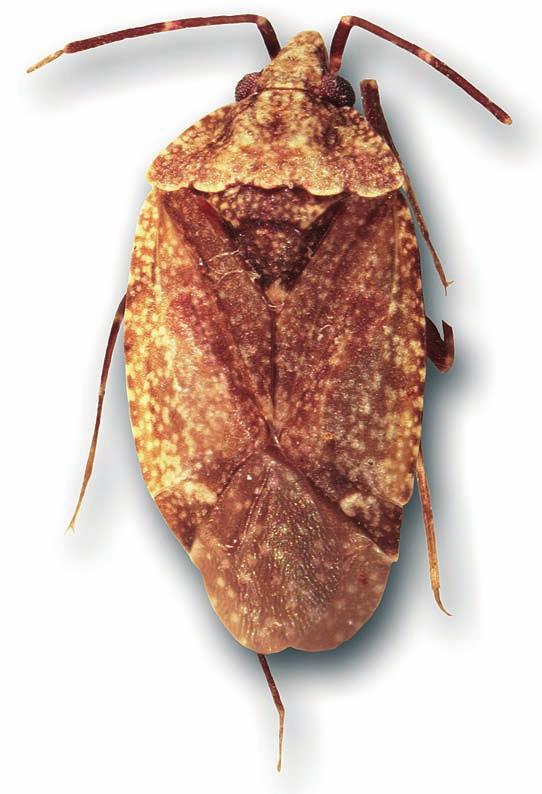 Diagnosis: This species can be distinguished by its size and the coloration of the body (Fig. 4). Redescription: Small insect, body pale brown mottled with paler patches. Length of the body 3.