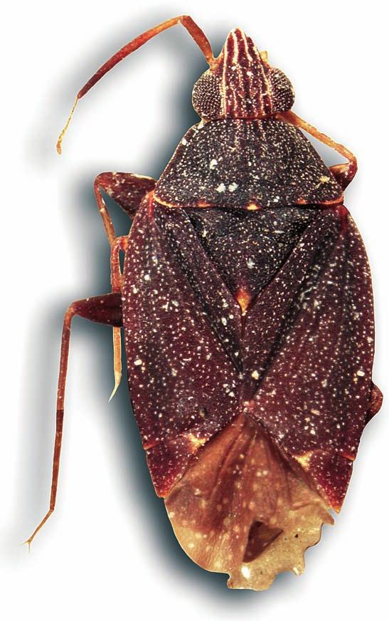 Fig. 6: Peritropis nigra GORCZYCA, holotype. Pronotum almost black, covered with very short, pale, scale-like setae, calli slightly raised with a barely visible, longitudinal sulcus between them.