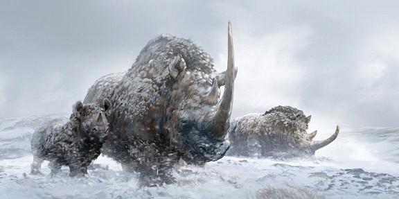 Woolly Rhino Adult Young Skill: