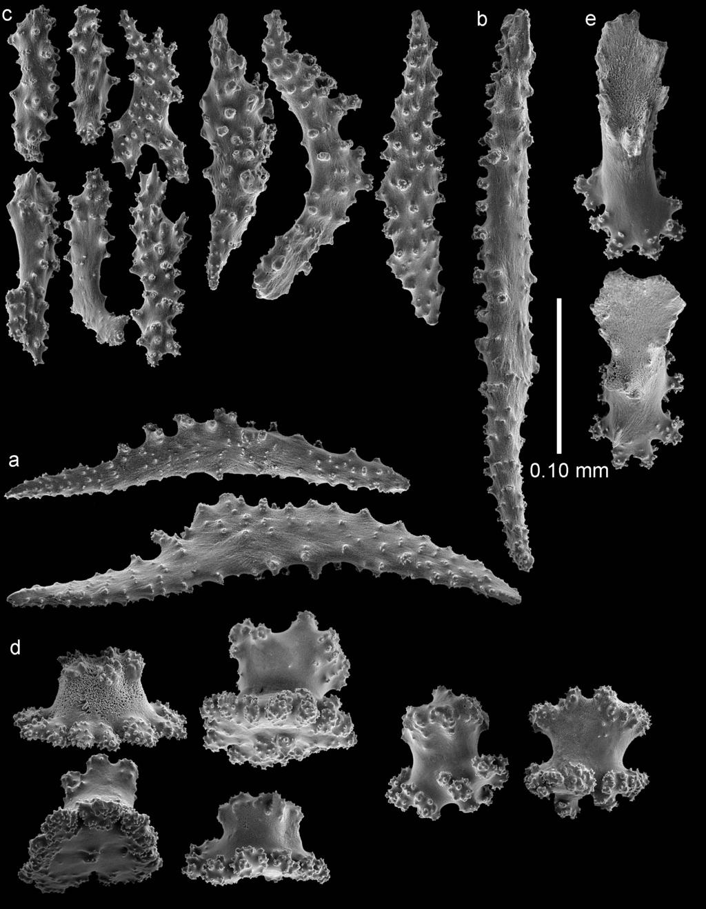 12 Asako K. Matsumoto & Leen P. van Ofwegen / ZooKeys 587: 1 20 (2016) Figure 7. Bebryce rotunda sp. n., holotype (RMNH Coel.