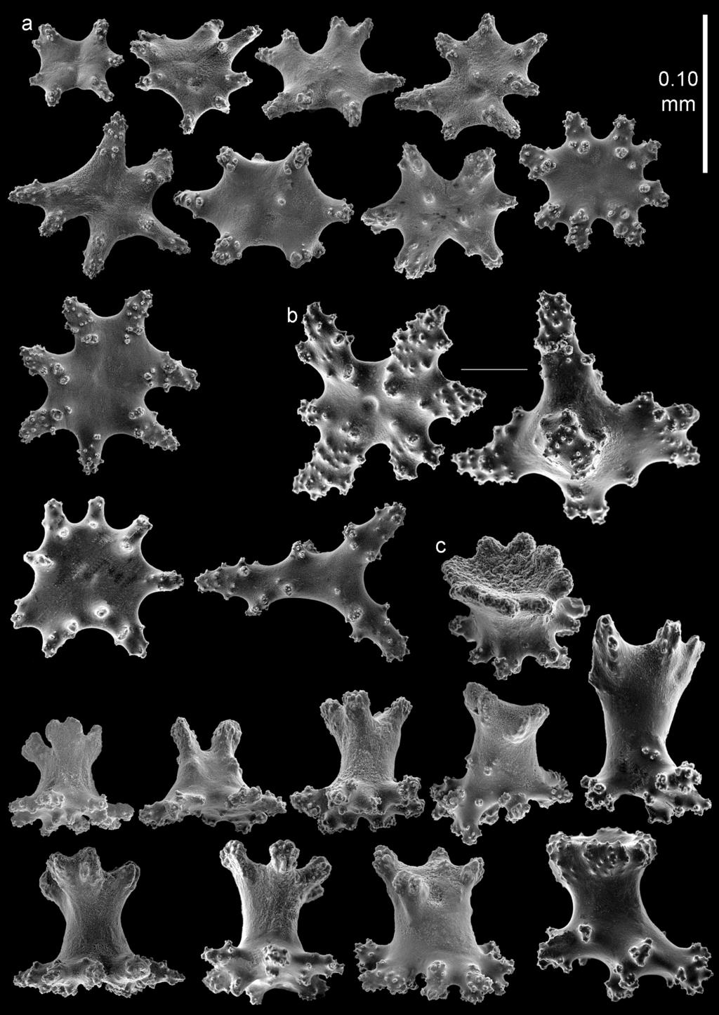 8 Asako K. Matsumoto & Leen P. van Ofwegen / ZooKeys 587: 1 20 (2016) Figure 4. Bebryce otsuchiensis sp. n.