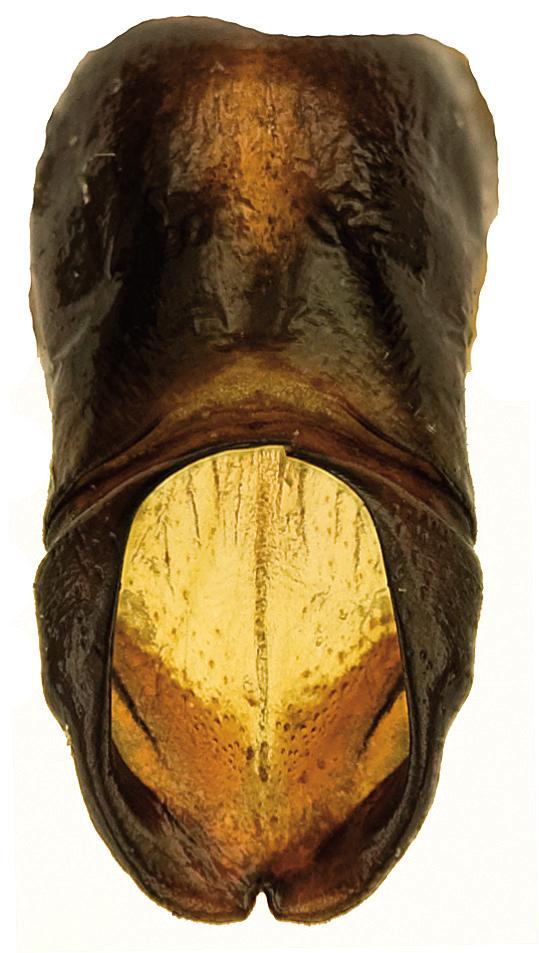 Description of holotype. Body length (excluding pygidium) 23.9 mm, maximum humeral width 11.2 mm. Green with strong lustre, general appearance broad, oval. Head.