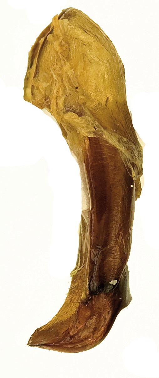 9 6 10 7 8 Figs 6-10. Ischiopsopha (s. str.) lata sp. nov.: 6- habitus dorsal aspect; 7- habitus ventral aspect; 8- habitus lateral aspect; 9- aedeagus; 10- aedeagus lateral aspect.