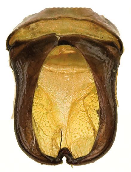 14 11 12 13 Figs 11-15. Ischiopsopha (s. str.) nigropurpurea sp. nov.: 11- habitus dorsal aspect; 12- habitus ventral aspect; 13- habitus lateral aspect; 14- aedeagus; 15aedeagus lateral aspect.