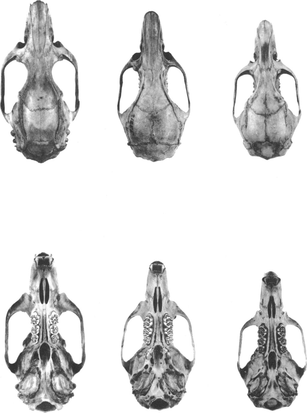 20 AMERICAN MUSEUM NOVITATES NO. 2440 FIG. 1. Dorsal (top) and ventral (bottom) views of crania. Left to right: Lenomys meyeri (A.M.N.H. No.