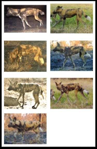 The Chetto Pack has fifteen adult dogs, which were identified through their unique coat patterns from photographs taken on