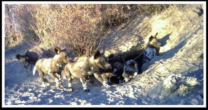 The Chetto pack produced 12 puppies during 2014, which were counted from photos taken by infra-red cameras placed at the den site.