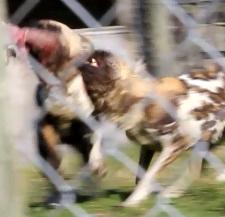 The only examples of aggression in this study came from the Orana pack and were usually associated with food (Fig. 2.6).