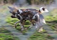 Excited Wild dogs most commonly exhibited an excited body posture when in pursuit of food items, or in association with play.