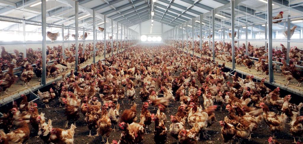 BARN BARN SYSTEMS at a glance»» Main features: cage-free system allowing hens to freely move around within a building.»» Stocking density: maximum 9 birds/m 2 of usable area.