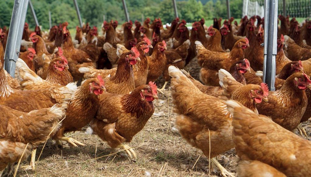 FREE-RANGE FREE-RANGE SYSTEMS at a glance»» Main features: hens have access to outdoor areas for foraging, pecking and scratching.»» Stocking density: 2,500 birds/ha of ground available.