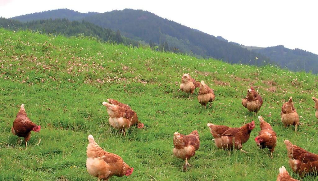 Vier Pfoten ORGANIC ORGANIC SYSTEMS at a glance»» Main features: Hens can freely roam in the outside areas.