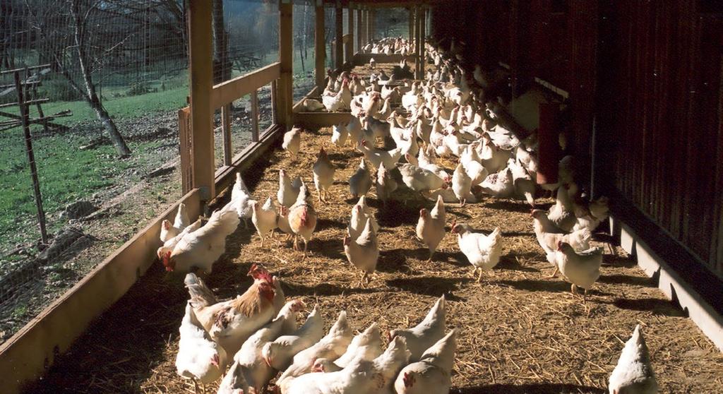 Vier Pfoten Laying hens should be given continuous periods of natural light and darkness (typically 8 continuous hours of darkness) Ventilation and heating systems should be used to achieve specific