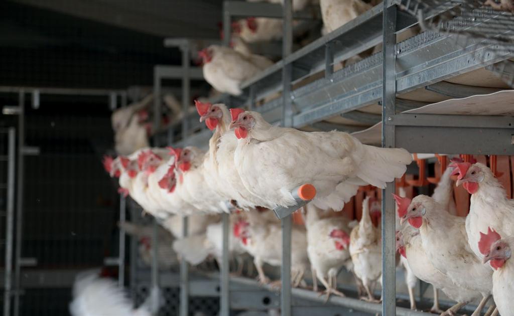 Compassion in World Farming (CIWF) Laying hens tend to have fragile bones due to high productivity The keel bone is particularly susceptible to fractures ¼¼Perch design plays an important role in