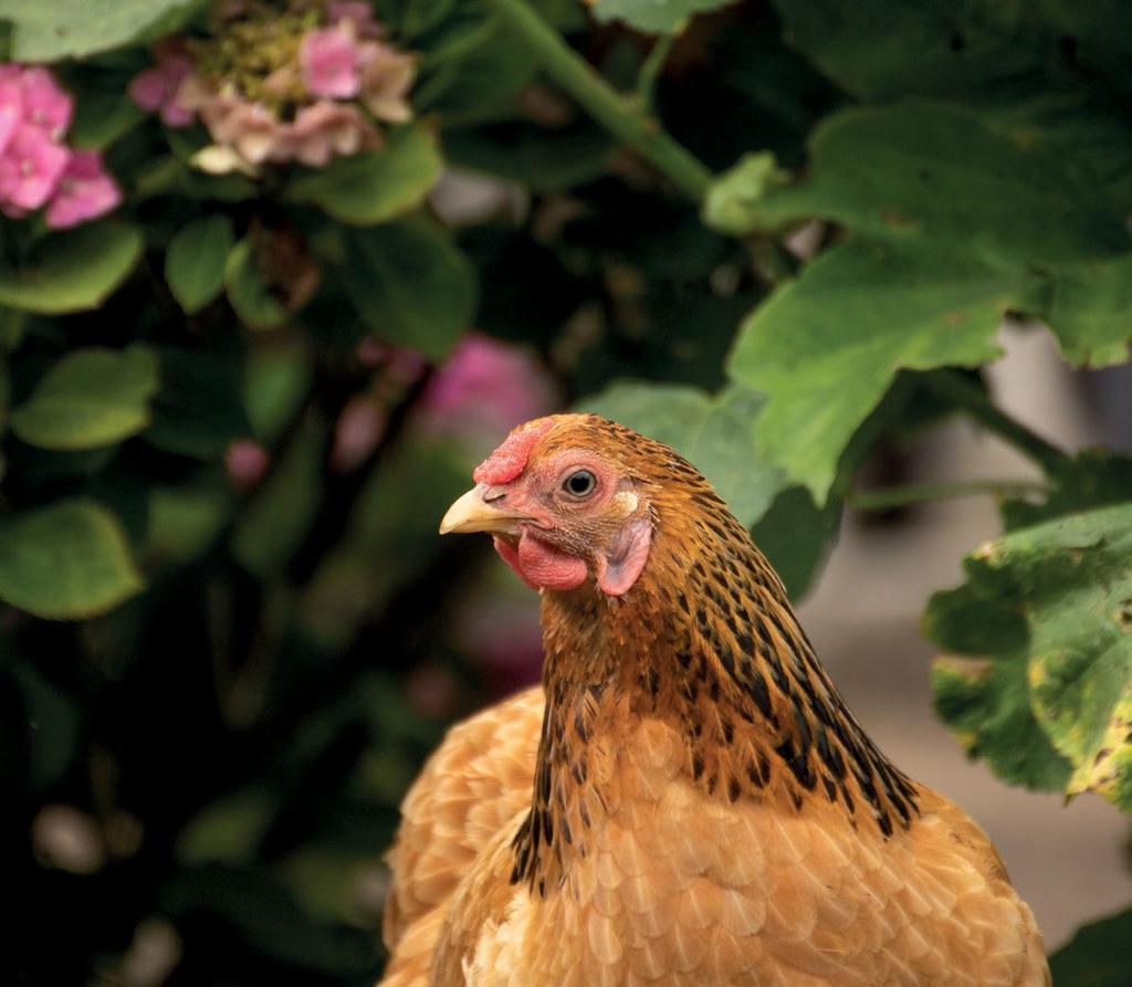 The recent failure of the enriched cage to satisfy evolving perceptions on the ethical treatment of animals clearly shows that cage-free systems should be fit for purpose and fit for the future.