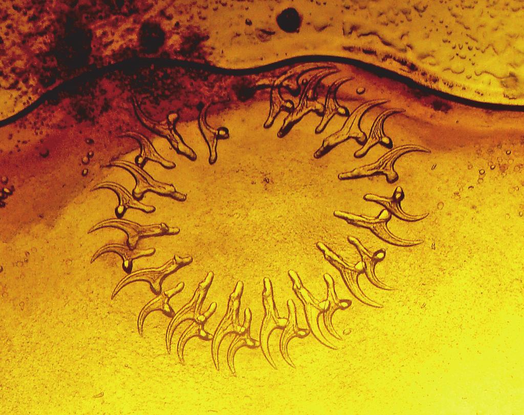700 Mokhtaria et al. The blade The handle Fig. 1. Hooks of a protoscolex of C. tenuicolis seen under the optical microscope Table 1 Infection rates of C.