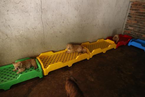 beds, toys, dog food, vaccination, deworming tablets, anti-pest
