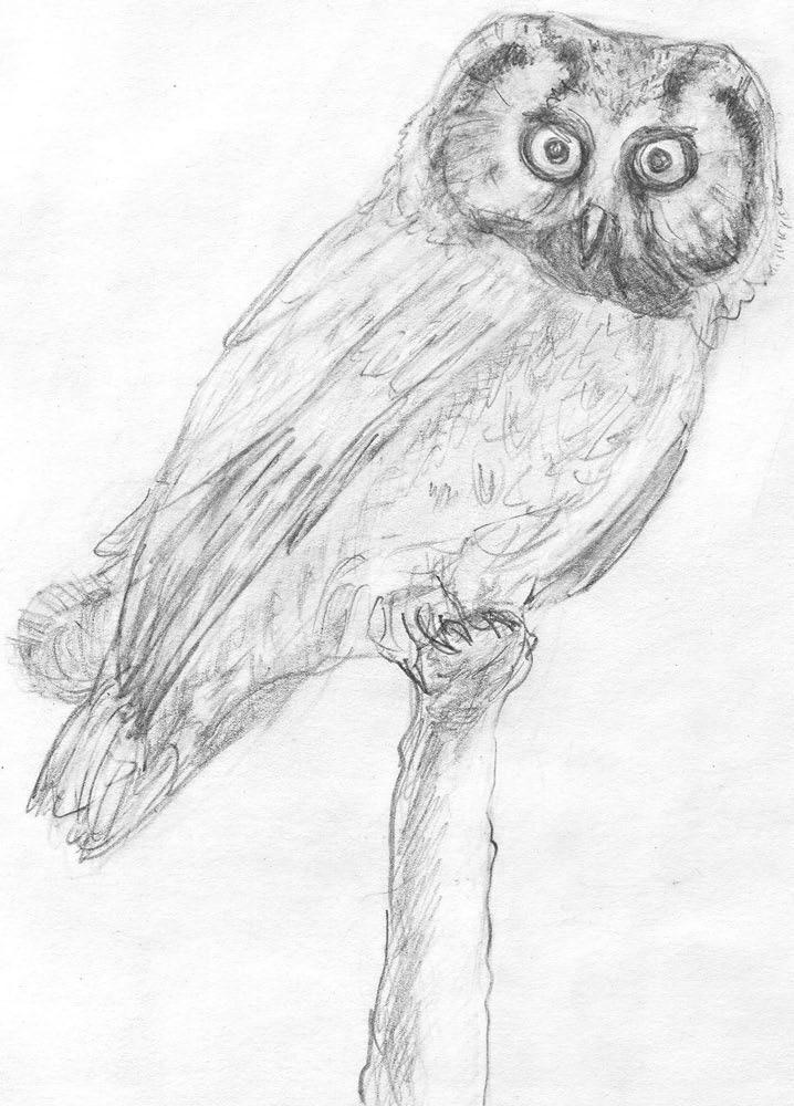 2 The boreal (or Tengmalm s) owl: in