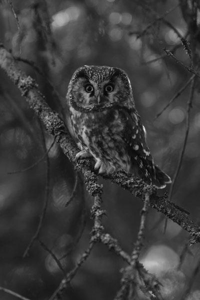 6 The boreal (or Tengmalm s) owl: in brief 2.1.