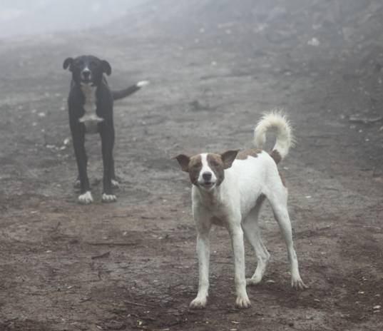 about their dog management and also to gain their trust. Pictured left are two shepherd s dogs in good condition though a little defensive at our sudden appearance through the mist.