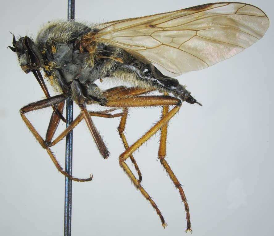 A new species of dance flies of the subgenus Euempis from Armenia and Azerbaijan 69 long hair-like setae anteriorly and similar black (sometimes with additional pale) setae posteriorly, postpronotal