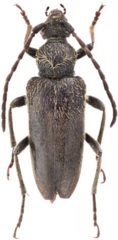 (Coleoptera: Cerambycidae: Lepturinae).