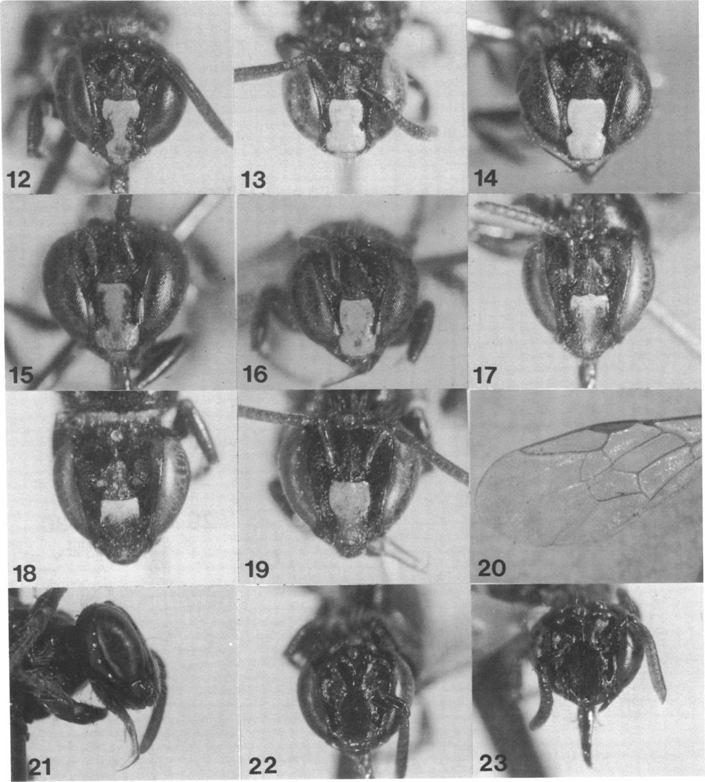 1977 MICHENER: ALLODAPINE BEES 7 19 22 Y U FIGS. 12, 13. Braunsapis madecassa, facial views of males from Nosy-Komba and Bekily. FIGS. 14-16. Braunsapis madecassella, facial views of males. 14, 15.