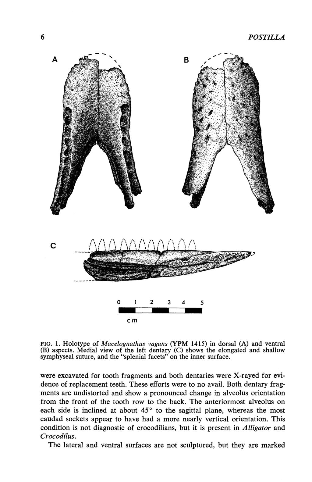6 POSTILLA c m FIG. 1. Holotype of Macelognathus vagans (YPM 1415) in dorsal (A) and ventral (B) aspects.